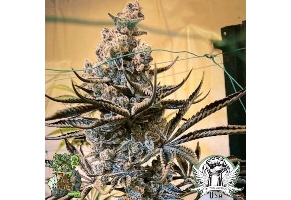 In-House Genetics Masterpiece 3pk