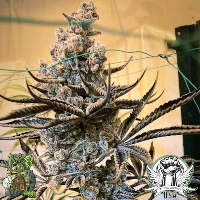 In-House Genetics Masterpiece 3pk