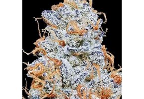 In-House Genetics Platinum Valley 3pk