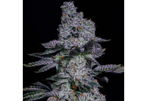 Ethos Pineapple runtz auto