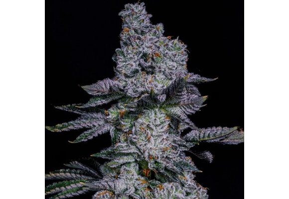 Ethos Pineapple runtz auto