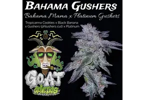 GOAT Bahama Gushers