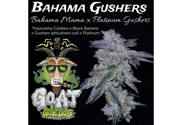 GOAT Bahama Gushers