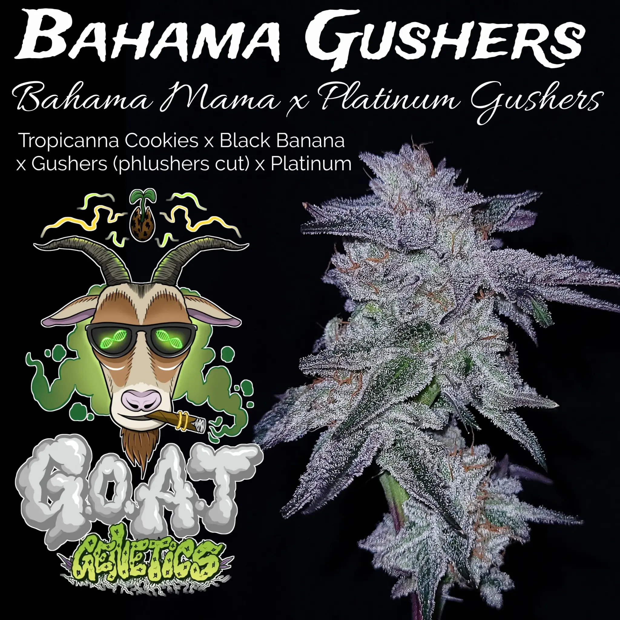 GOAT Bahama Gushers