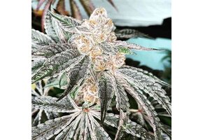 In-House Genetics 33rd Degree 3pk