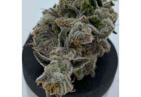 In-House Genetics Cakes N Cream 3pk