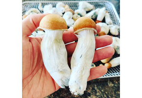 Coast 2 coast trinity 12ml