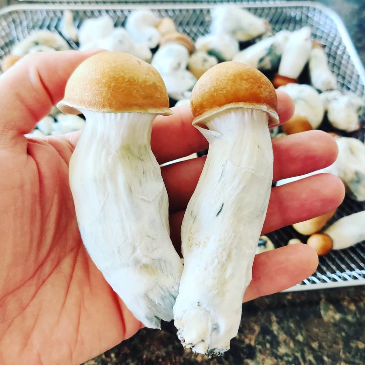 Coast 2 coast trinity 12ml