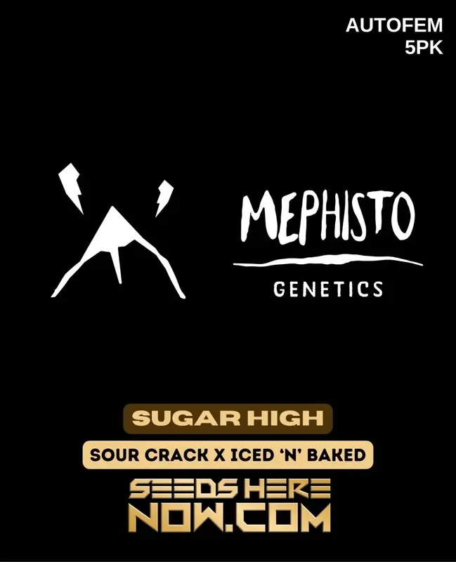 Mephisto Genetics Sugar High Auto