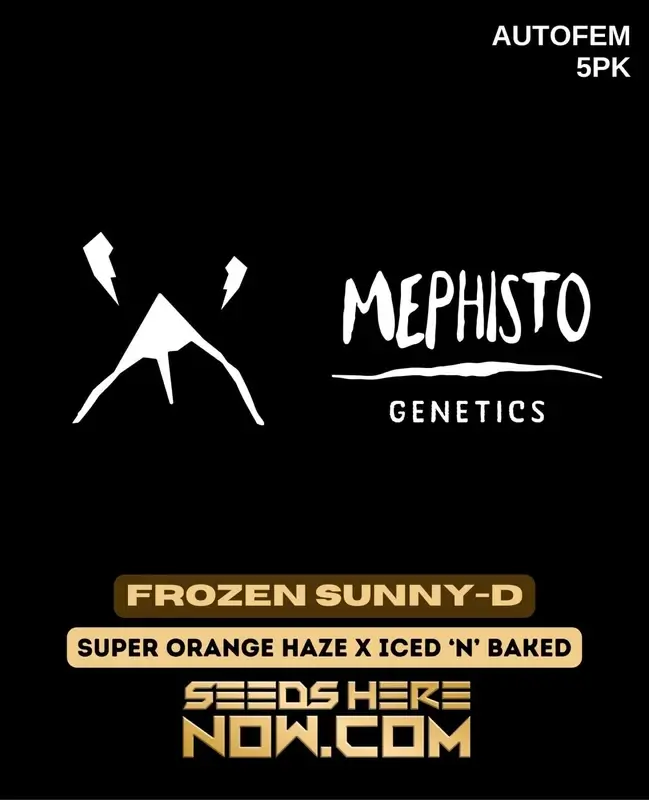 Mephisto Genetics Frozen Sunny-D Auto 5pk
