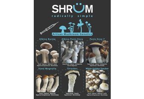 Coast 2 coast albino Avery 12ml