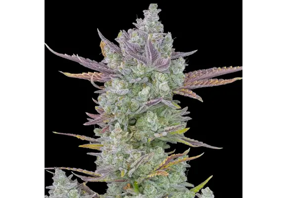 Fast Buds Gorilla Cookies Auto 3pk