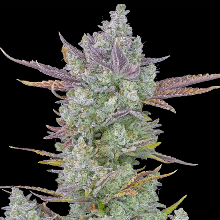 Fast Buds Gorilla Cookies Auto 3pk