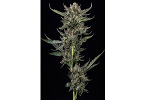 Humboldt Notorious THC 5 pk