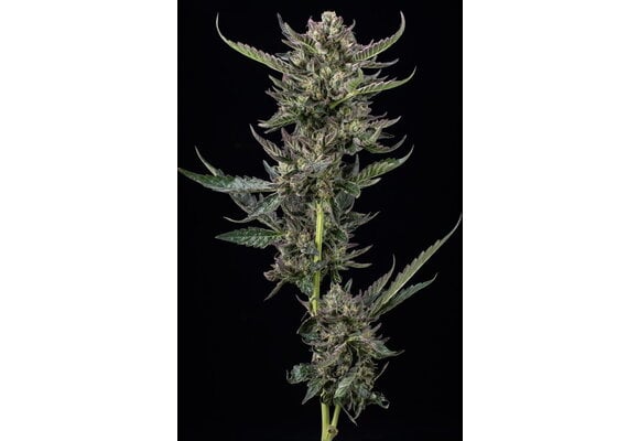 Humboldt Notorious THC 5 pk