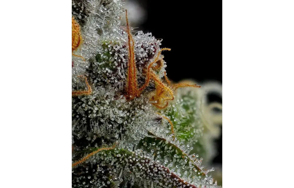 Humboldt Vanilla Crème Pie 5pk