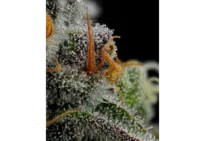 Humboldt Vanilla Crème Pie 5pk