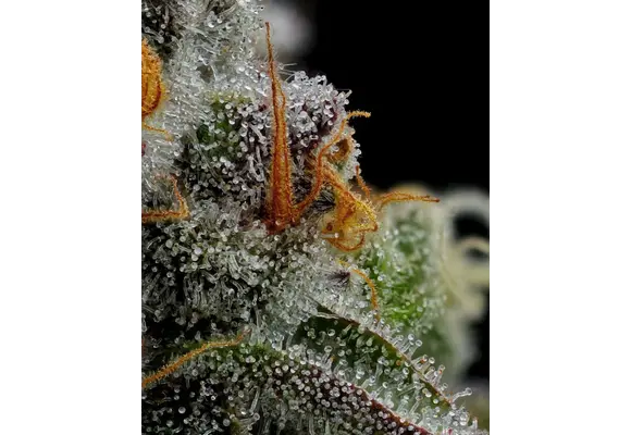 Humboldt Vanilla Crème Pie 5pk