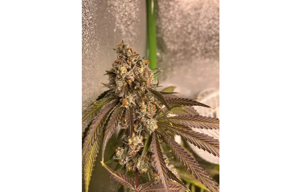 In-House Genetics Atomic Jelly 3pk