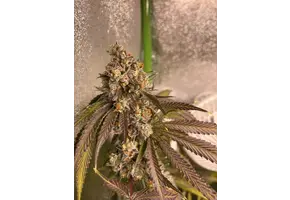 In-House Genetics Atomic Jelly 3pk