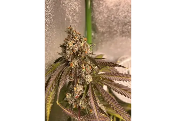 In-House Genetics Atomic Jelly 3pk