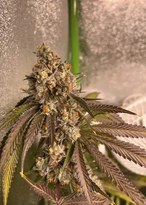 In-House Genetics Atomic Jelly 3pk