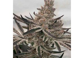 In-House Genetics Deluxe Sugar Cane 3pk