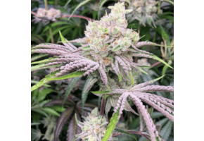 In-House Genetics Ice Cream Candy 3pk