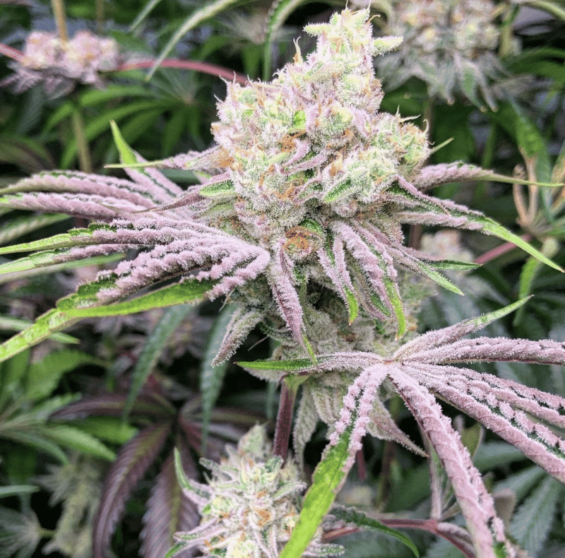 In-House Genetics Ice Cream Candy 3pk