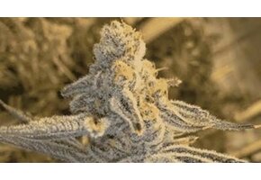 In-House Genetics Platinum Jelly 3pk