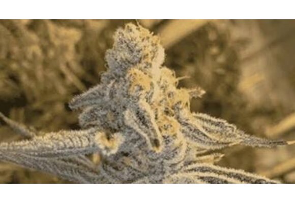 In-House Genetics Platinum Jelly 3pk