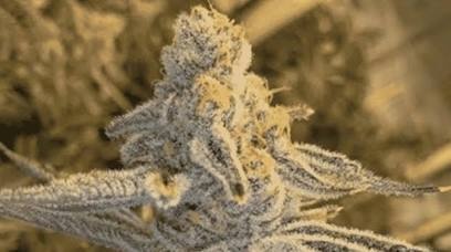 In-House Genetics Platinum Jelly 3pk