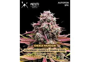 Mephisto Genetics Deez Nuggs 3pk
