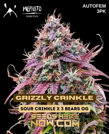 Mephisto Genetics Grizzly Crinkle 3pk