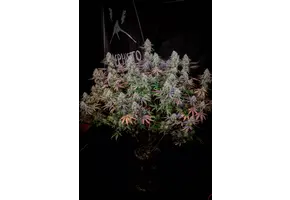 Mephisto Genetics Universal Love