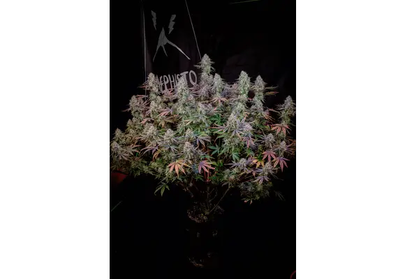 Mephisto Genetics Universal Love