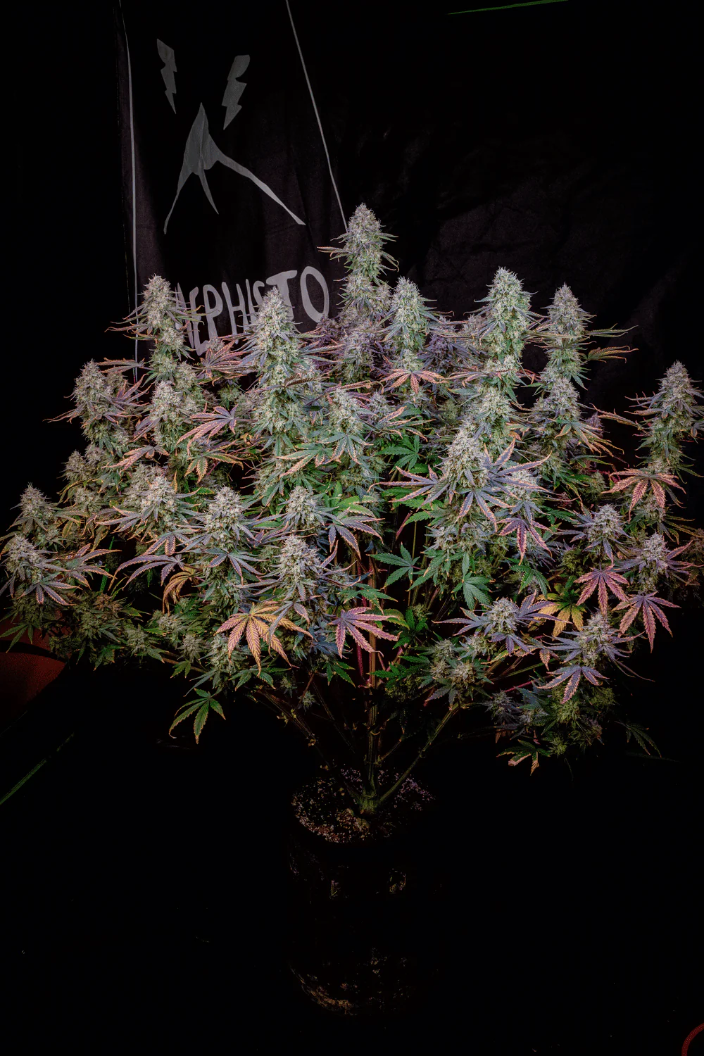 Mephisto Genetics Universal Love