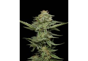 Humboldt Pistachio 5pk