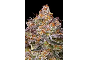 Humboldt Granny Candy 5pk