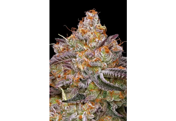 Humboldt Granny Candy 5pk