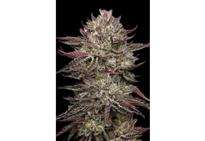 Humboldt Chicken and Waffles