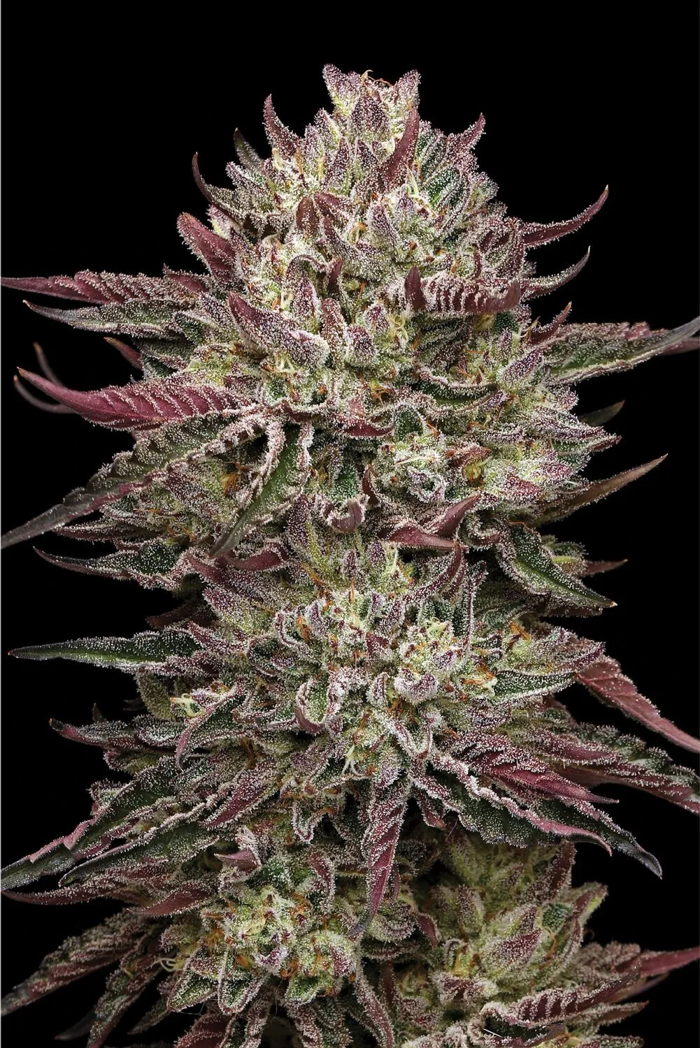 Humboldt Chicken and Waffles