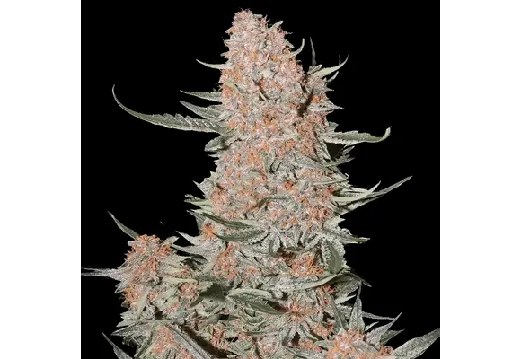 Fast Buds Ztrawberries 3pk auto