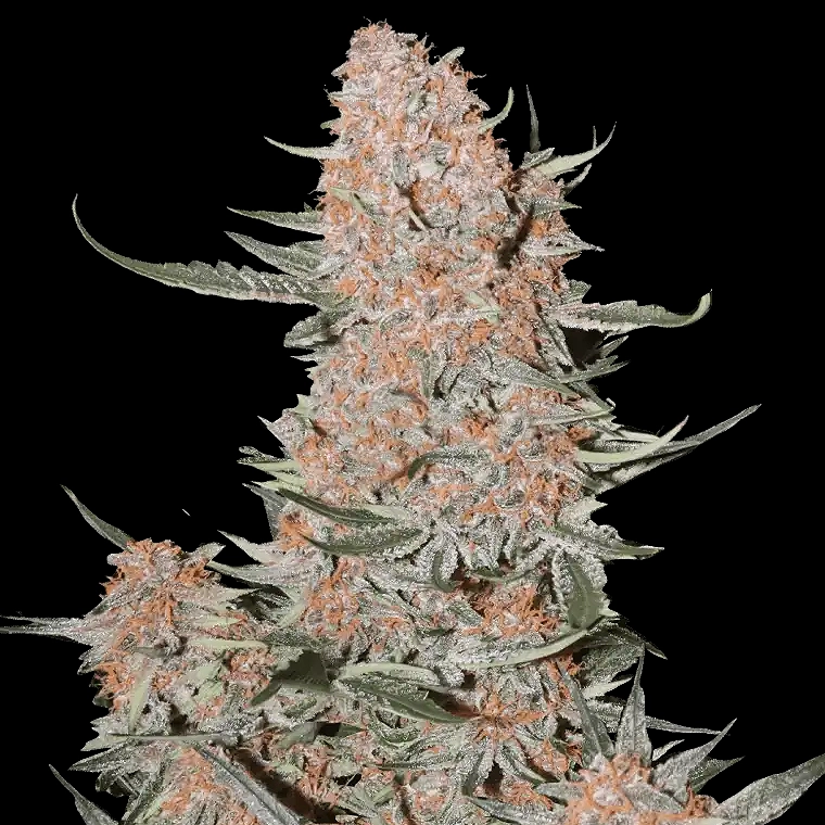 Fast Buds Ztrawberries 3pk auto