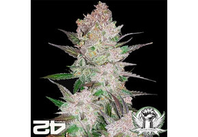 Fast Buds Cream Cookies 3pk Auto