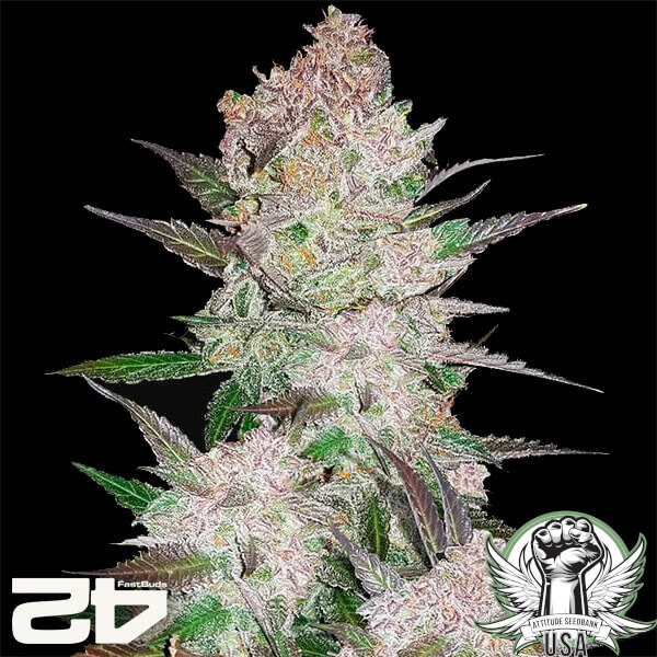 Fast Buds Cream Cookies 3pk Auto