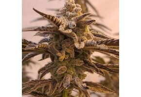 In-House Genetics Applelicious 3pk