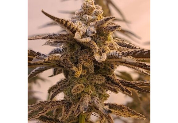 In-House Genetics Applelicious 3pk