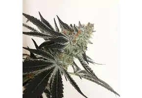 In-House Genetics Candy Cane 3pk