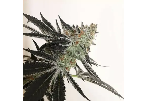 In-House Genetics Candy Cane 3pk